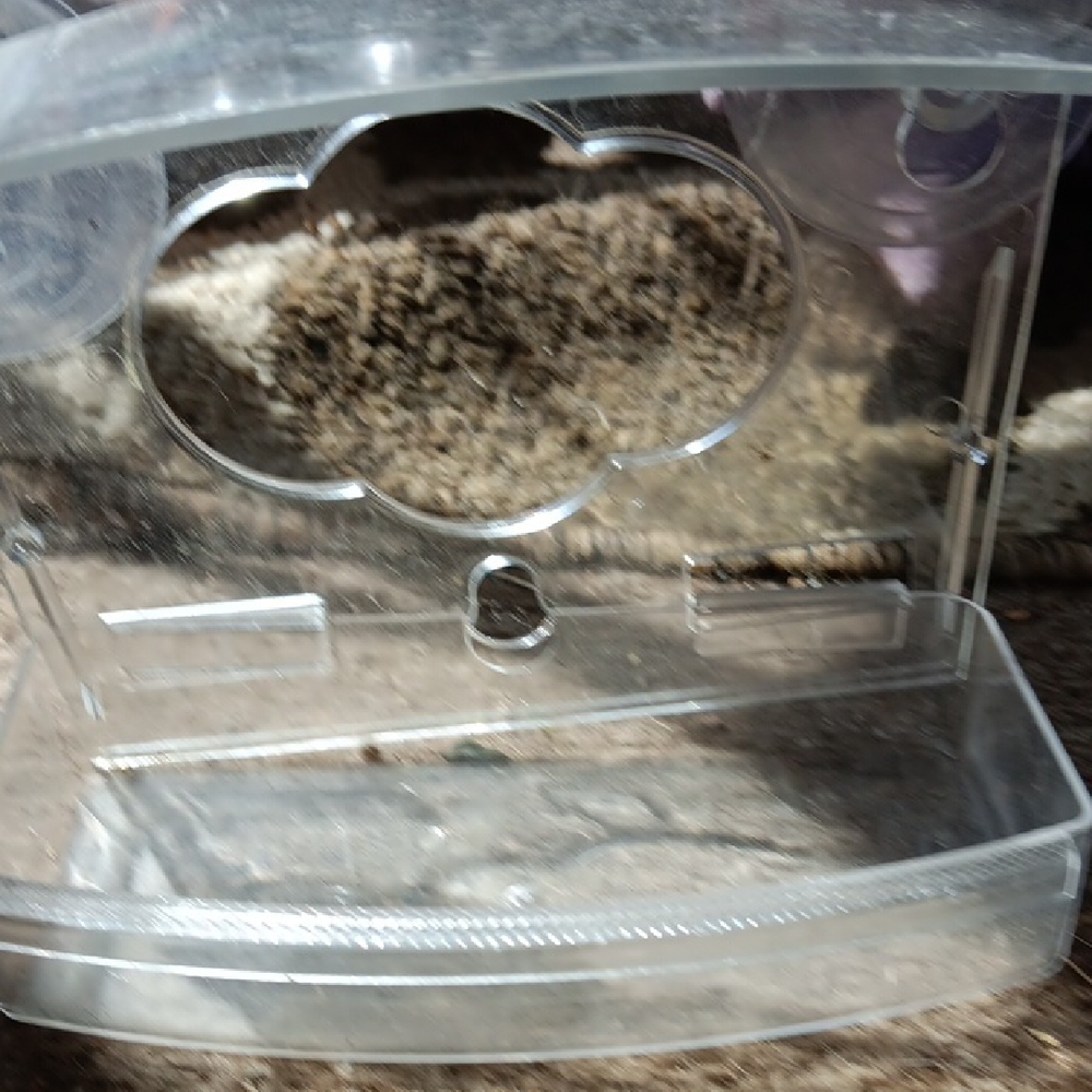 Clear Window Bird Feeder